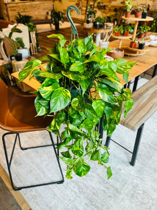 8" Golden Pothos Basket XL