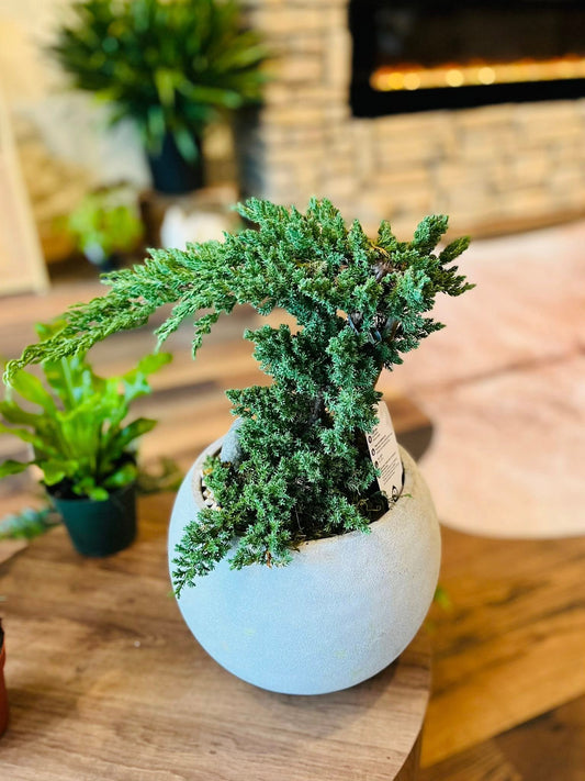 10" Juniper Bonsai
