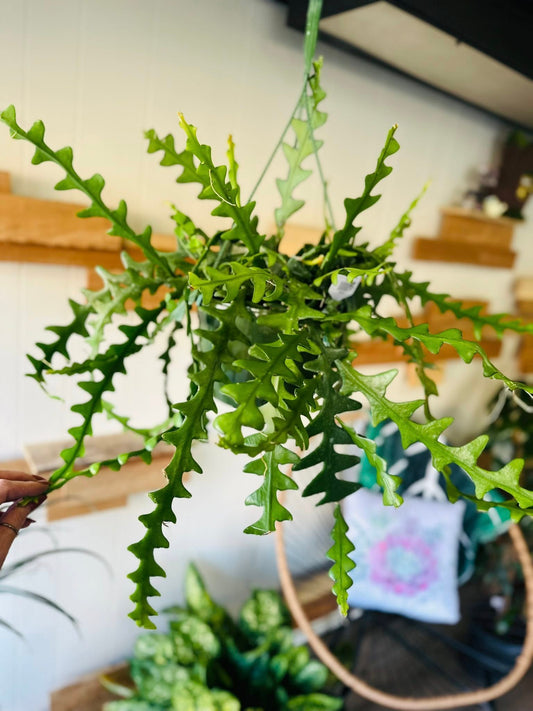8" Ric Rac Cactus Basket