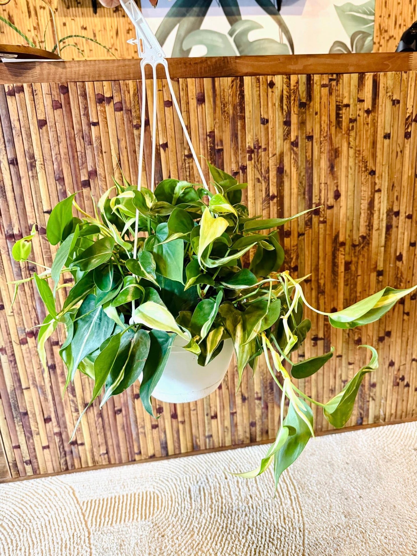 8" Philodendron Cream Splash/Rio Basket