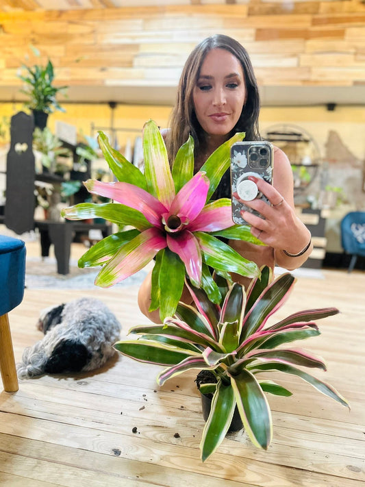 6" Bromeliad Neo