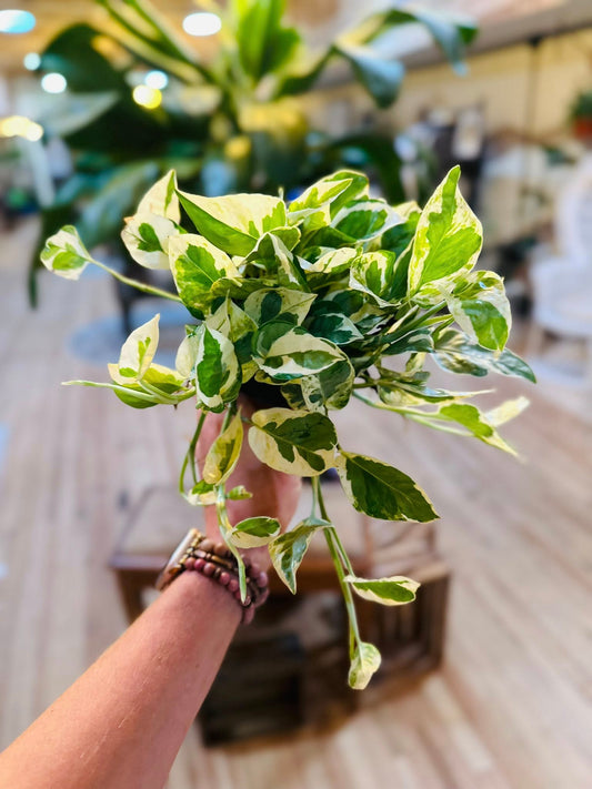 4" Pothos N'Joy