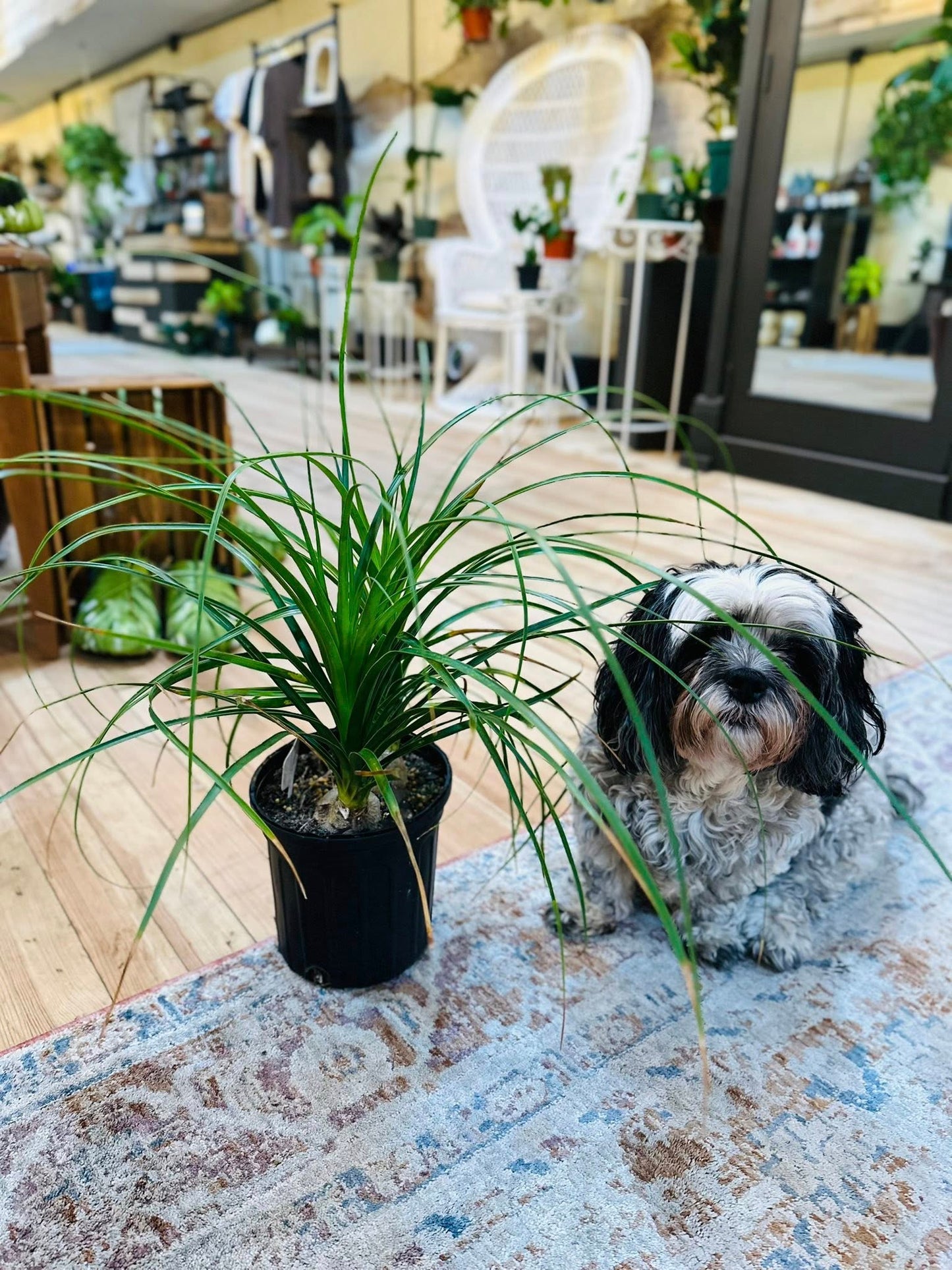 6" Ponytail Palm Multi