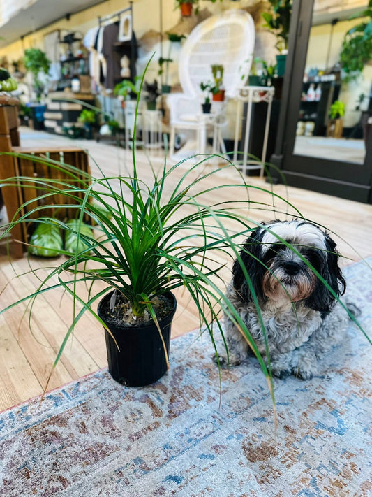 6" Ponytail Palm Multi