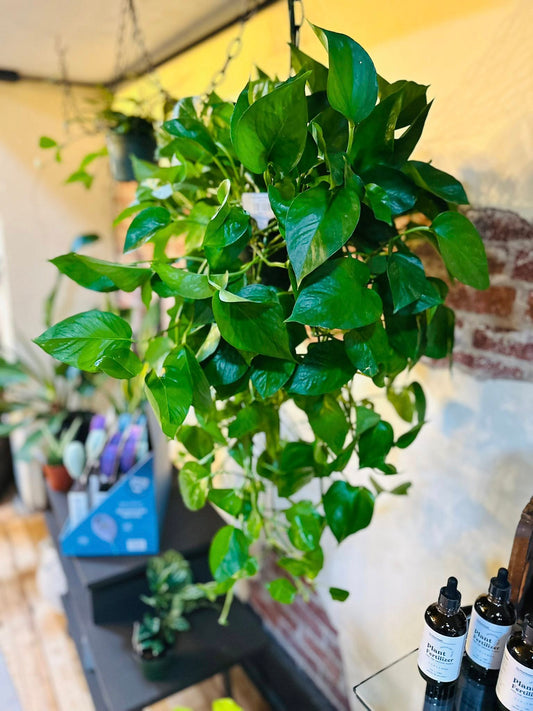 8" Jade Pothos Basket XL
