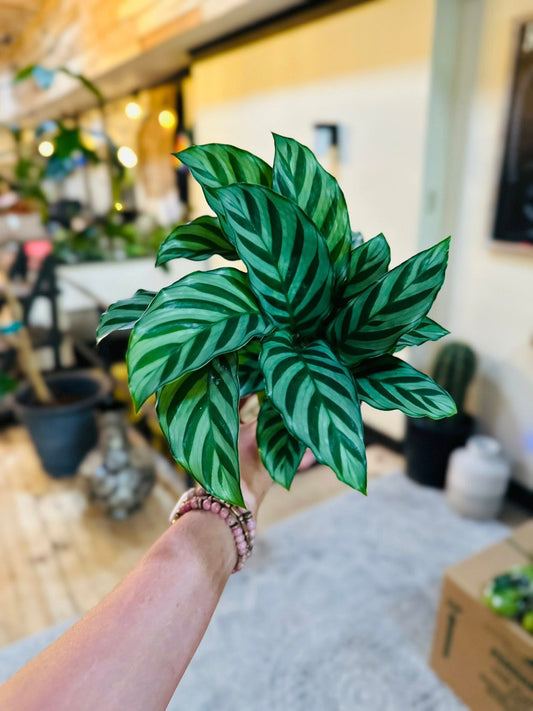 4" Calathea Freddie