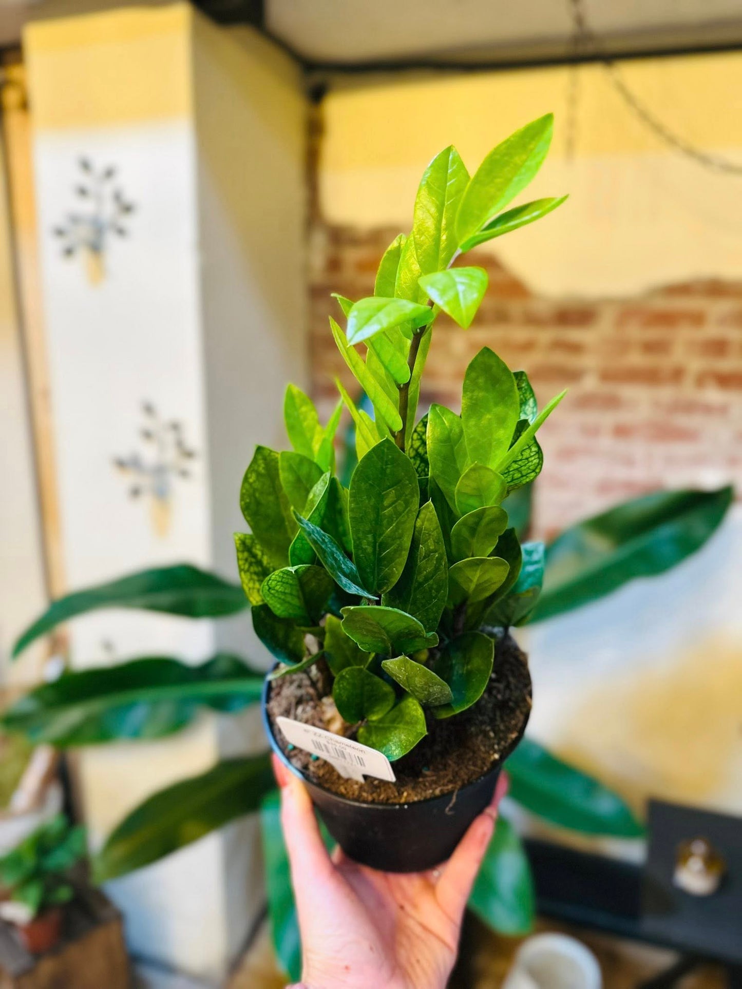 chameleon zz plant rare 6" ZZ Chameleon – Grows on Main