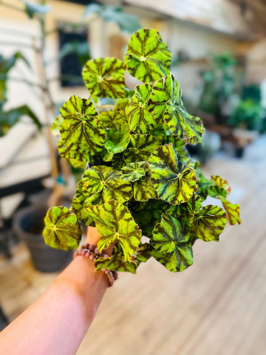 6" Begonia Zumba