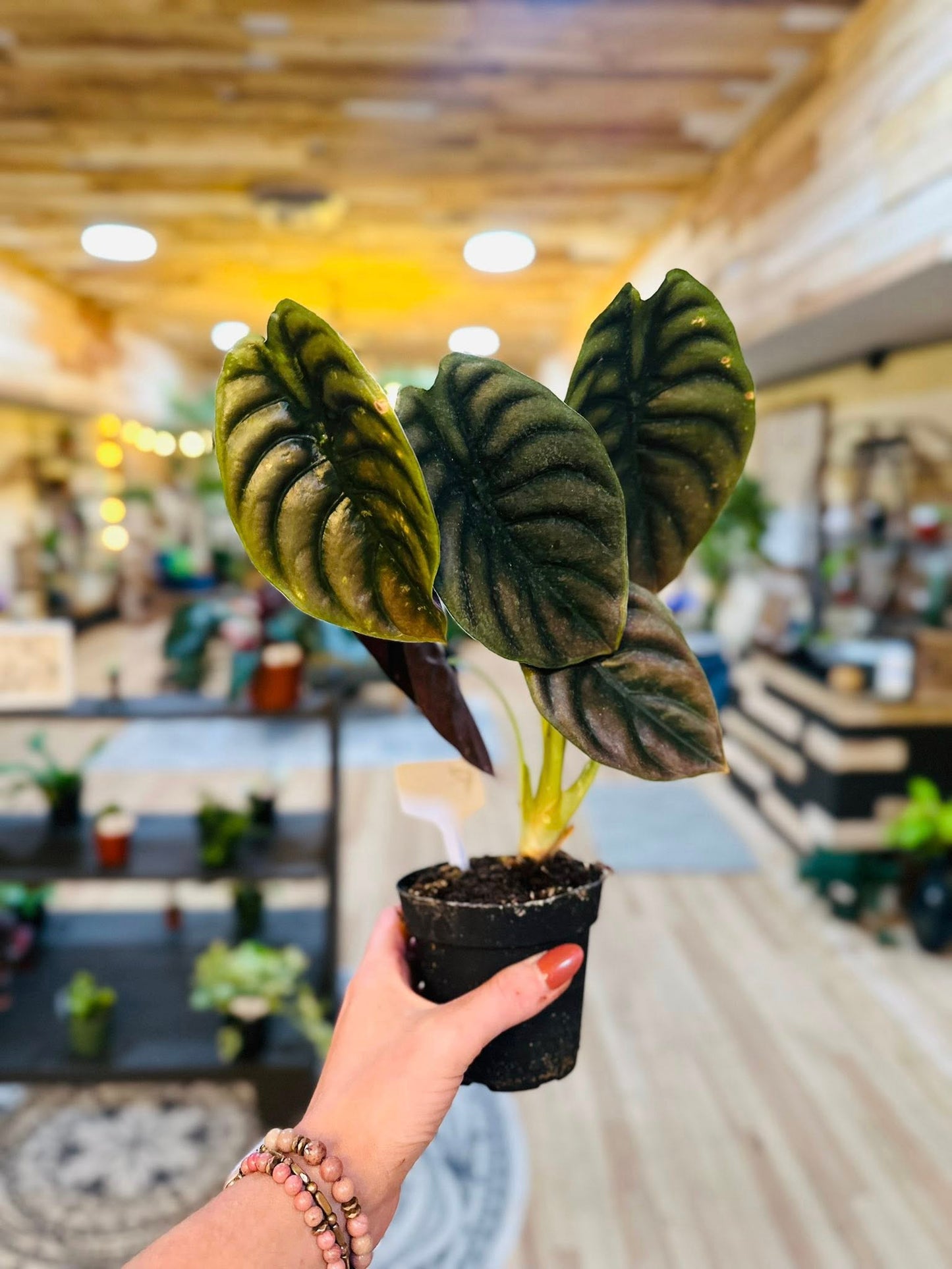 4" Alocasia Cuprea Red Secret