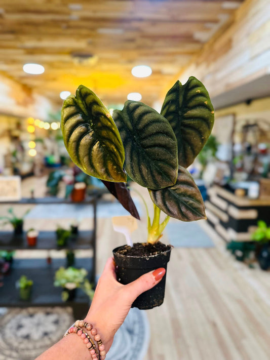 4" Alocasia Cuprea Red Secret