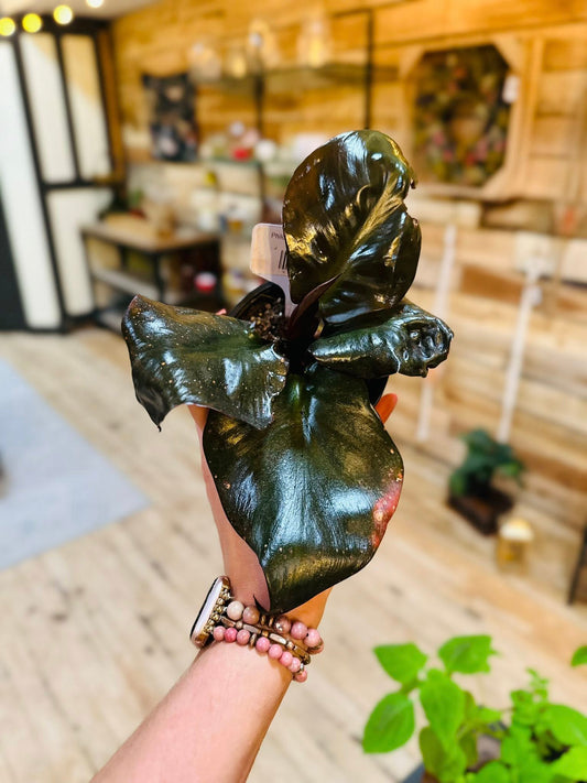 4" Philodendron Red Heart