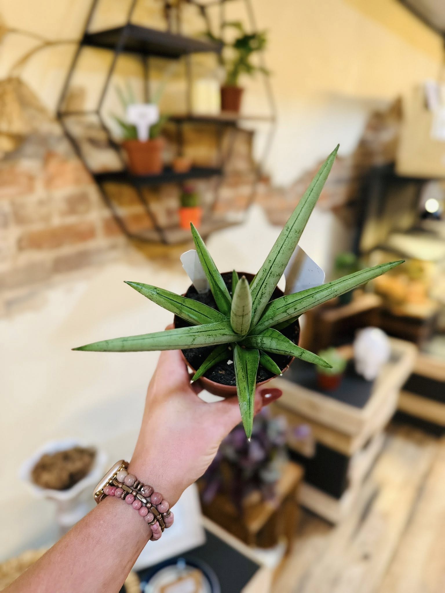 danish crown snake plant 4" Silver Crown Snake Plant – Grows on Main
