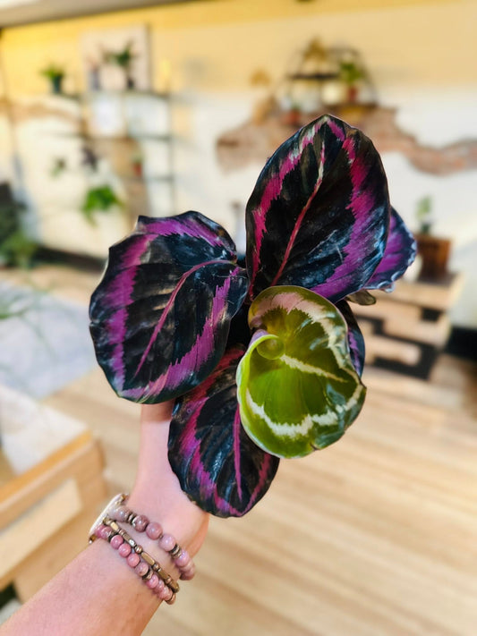 4" Calathea Princess Jessie