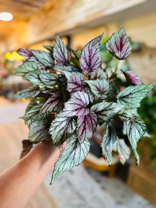 6" Begonia Hugh McLaughlin