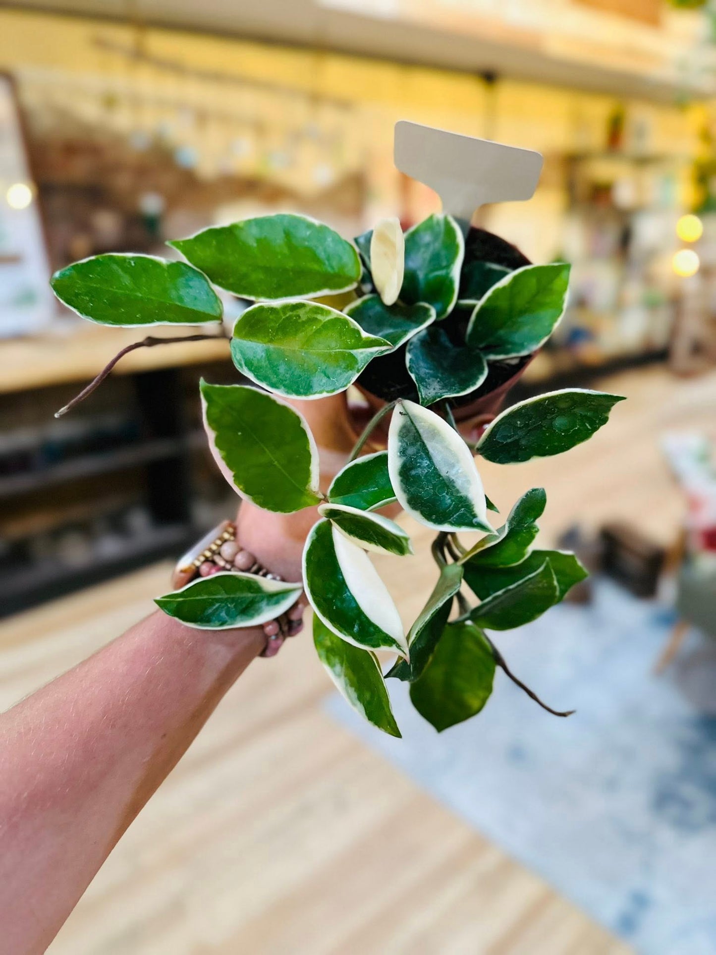 4" Hoya Krimson Queen
