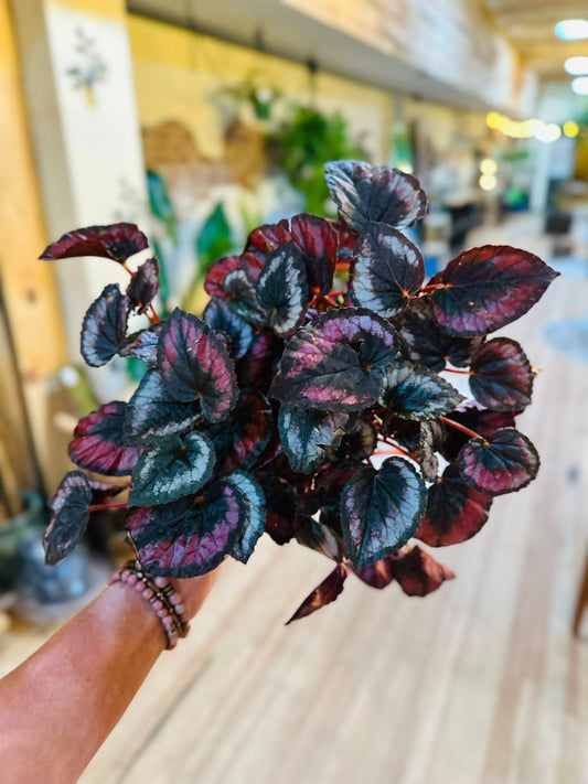 6" Begonia Red Kiss