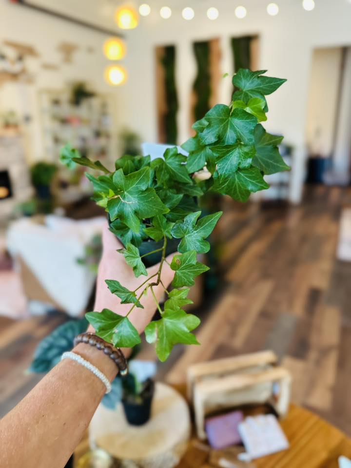 4" English Ivy