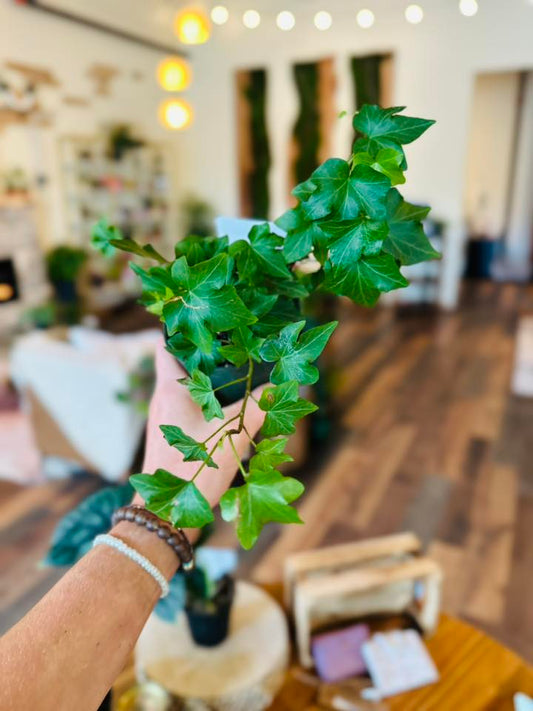 4" English Ivy