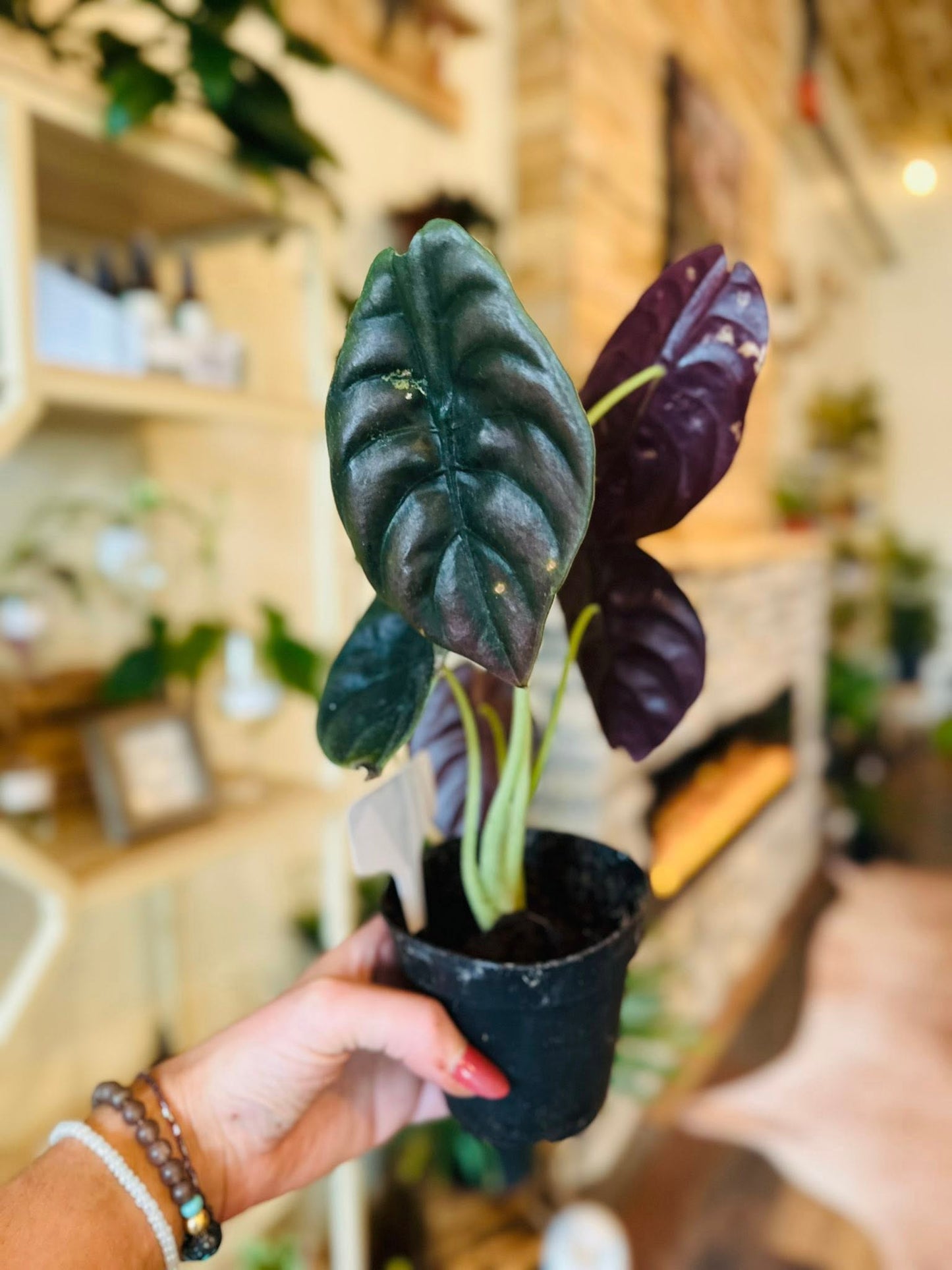 4" Alocasia Cuprea Red Secret