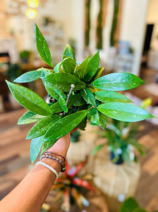 6" Hoya Publicalyx