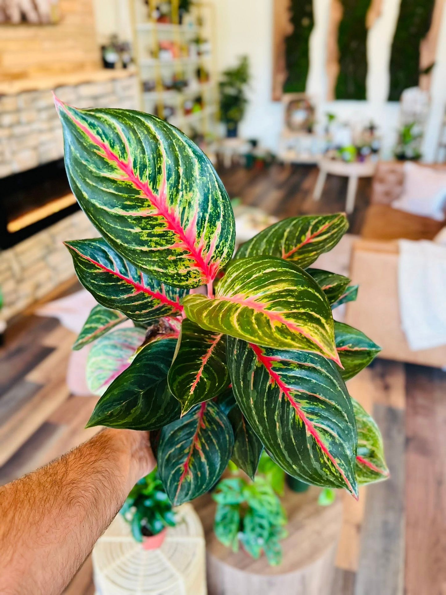 6" Aglaonema Garnet Coltrane