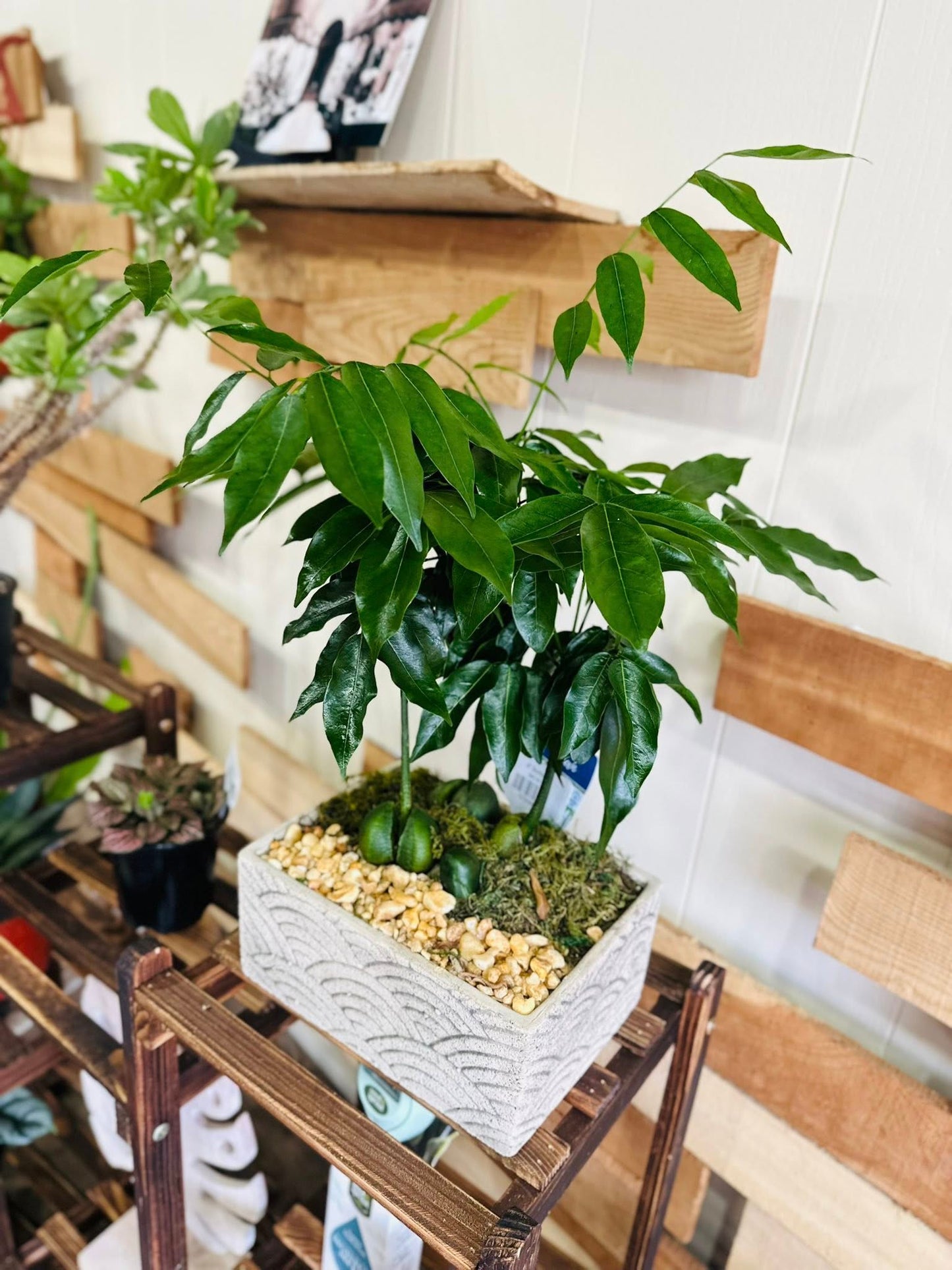 8" Bonsai