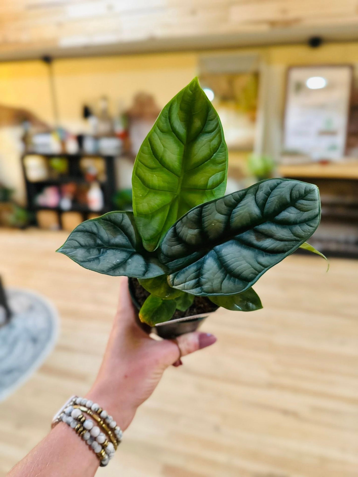 4" Alocasia Silver Dragon