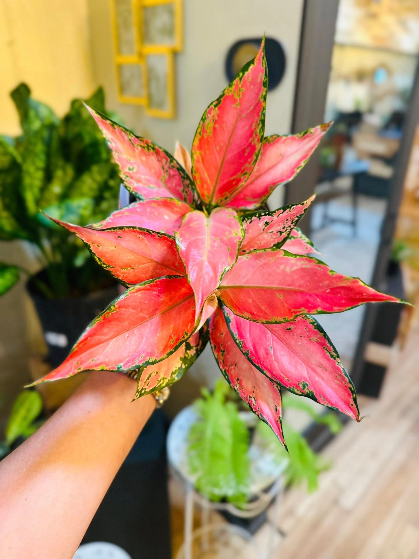 6" Aglaonema Rich Red