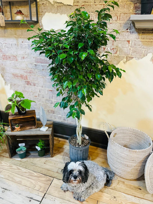 10" Ficus Benjamina
