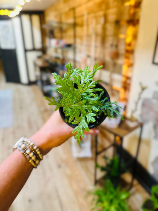 4" Spikemoss