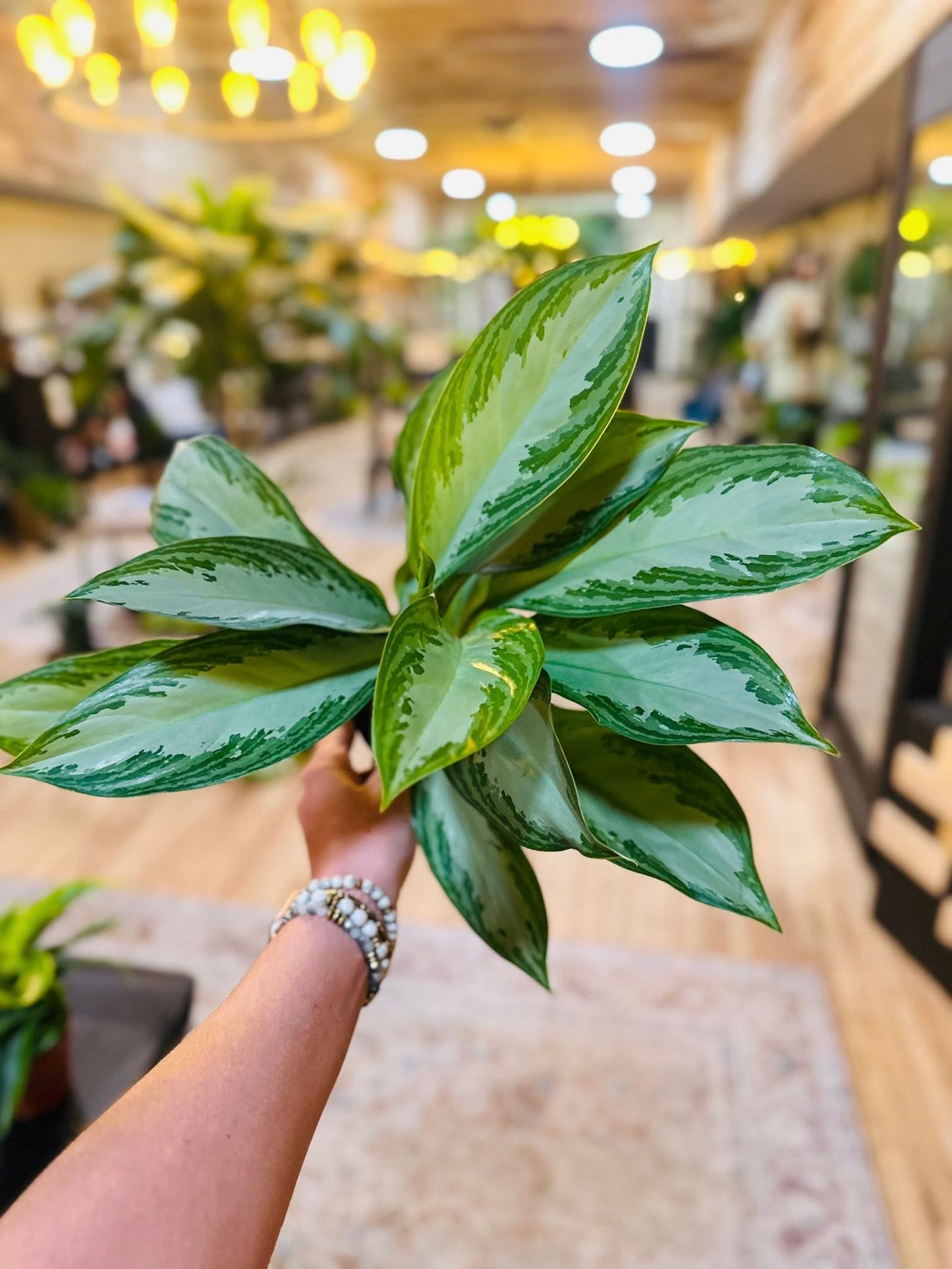 4" Aglaonema Silver Bay