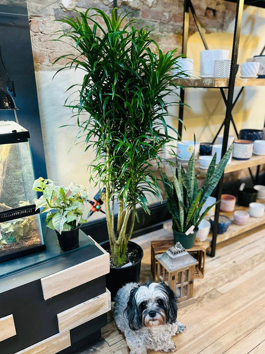 10" Dracaena Anita