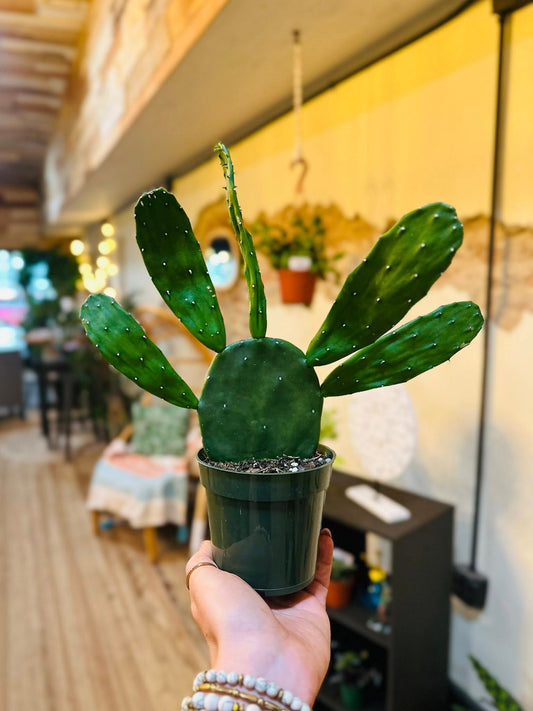 4" Prickly Pear Cactus