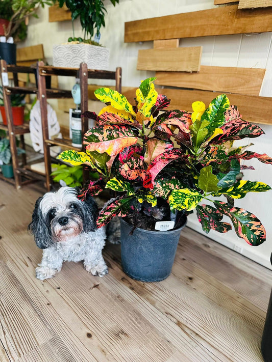 10" Croton Magnificent