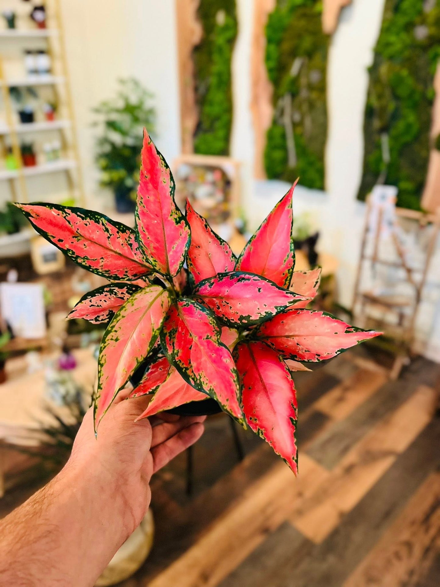 6" Aglaonema Rich Red