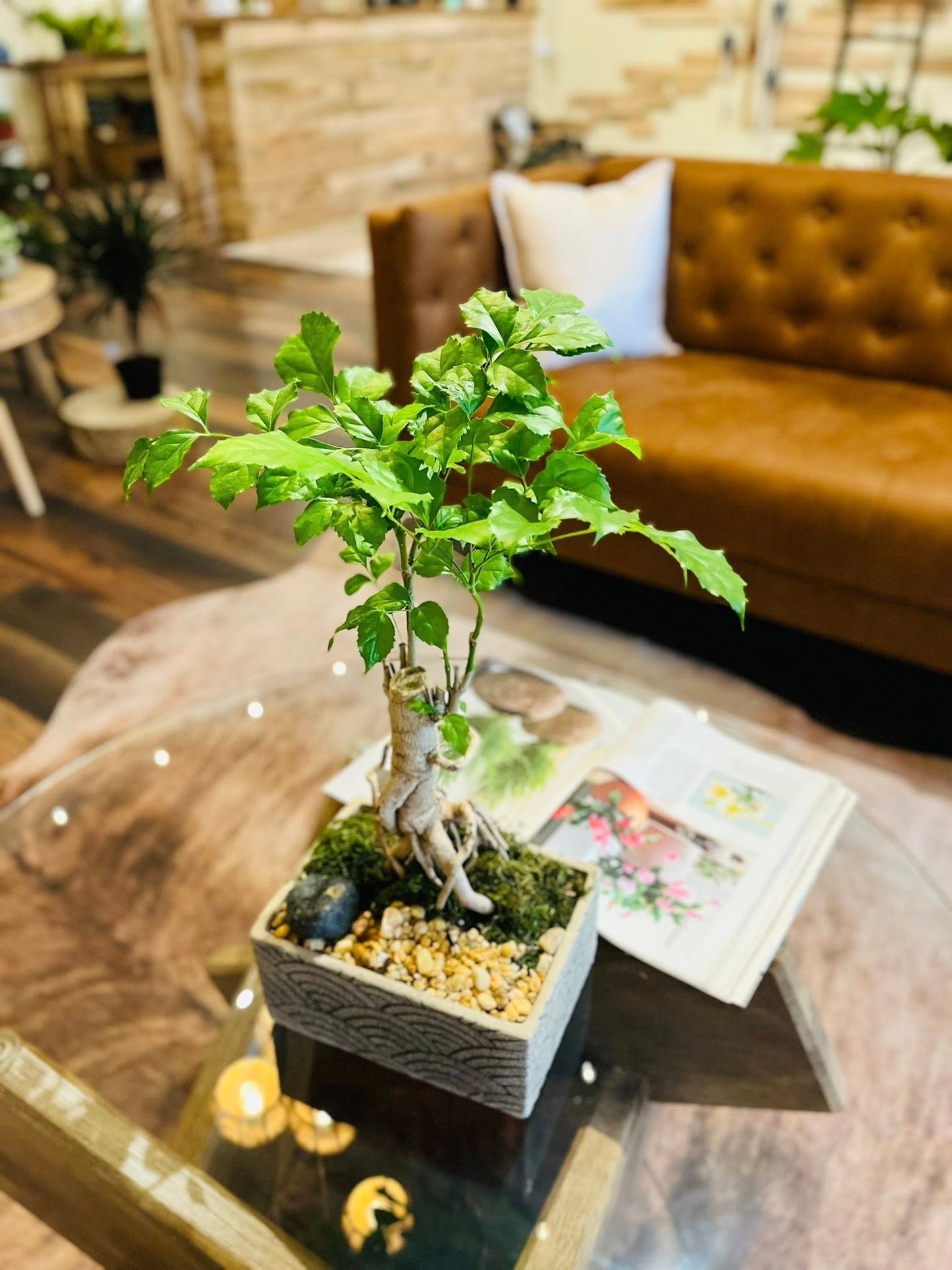 8" Bonsai
