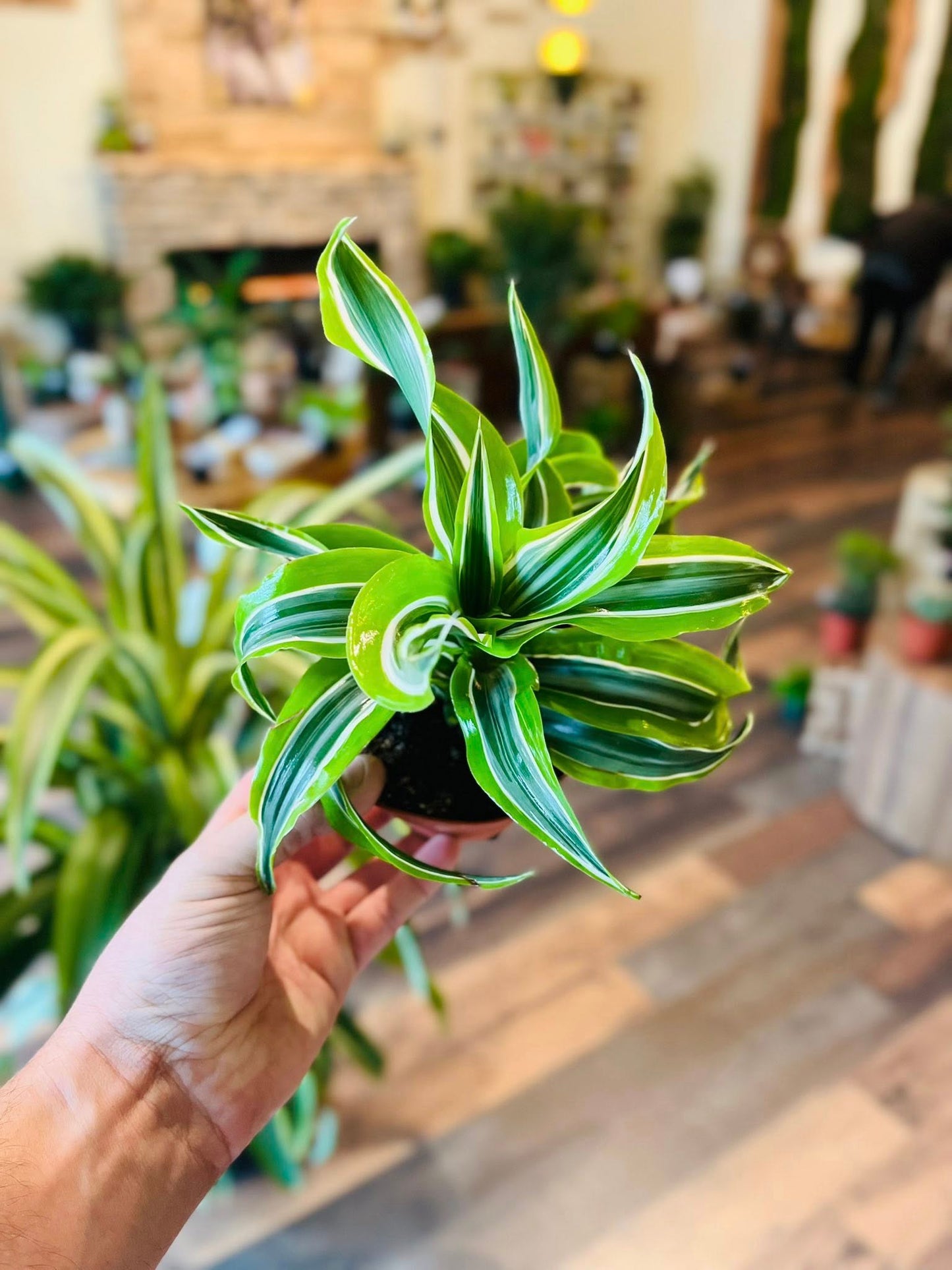 4" Dracaena Lemon Surprise