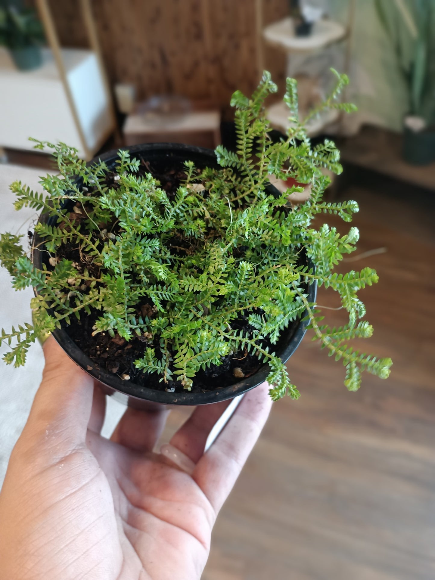 4" Moss Fern