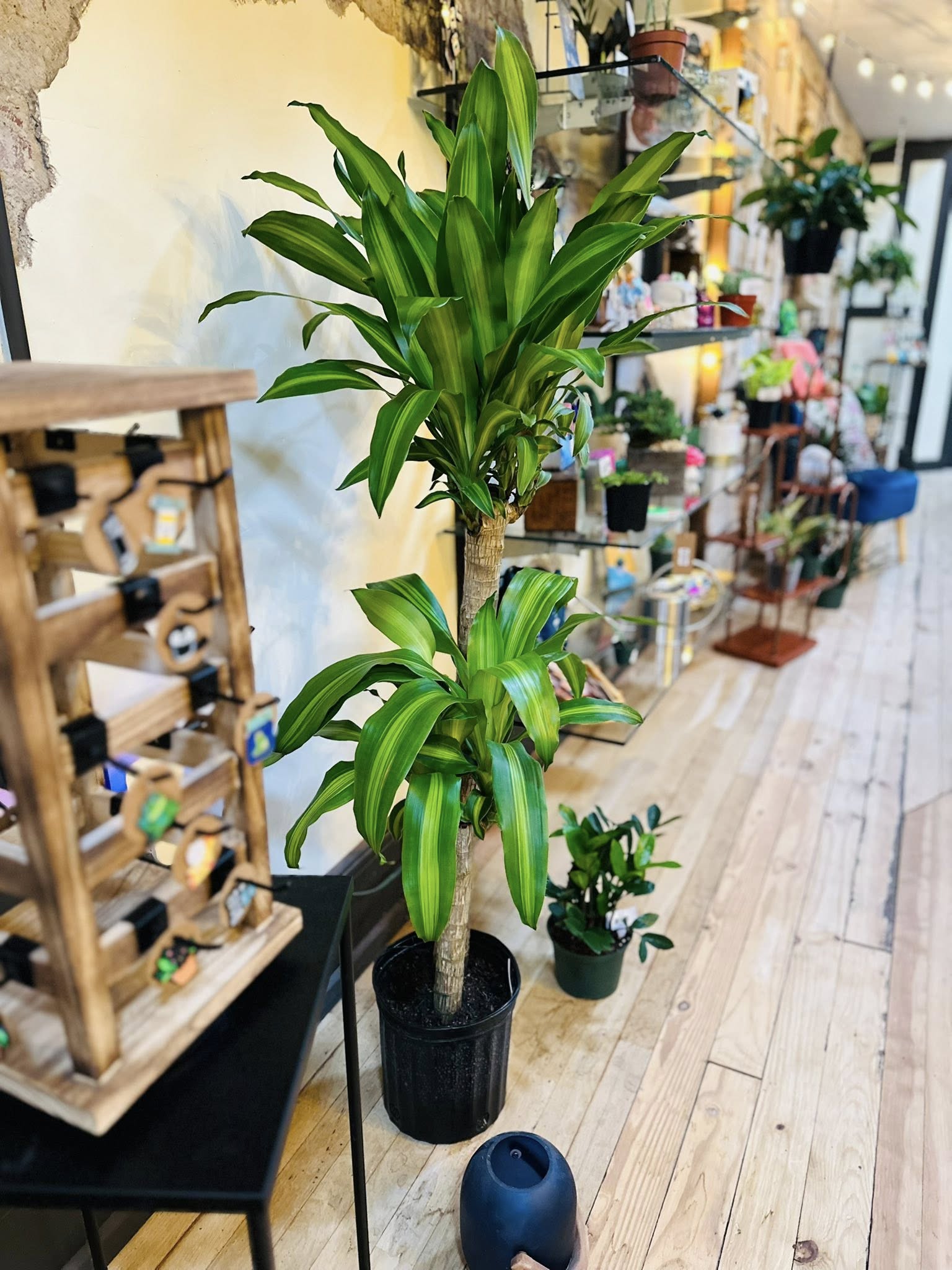 dracaena massangeana indoor 10" Dracaena Mass Cane – Grows on Main
