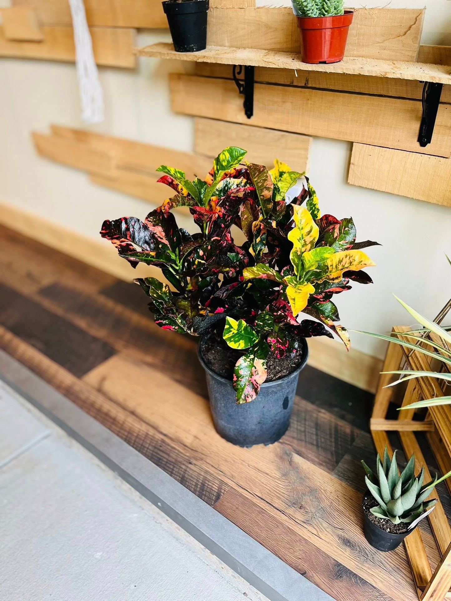 10" Croton Magnificent