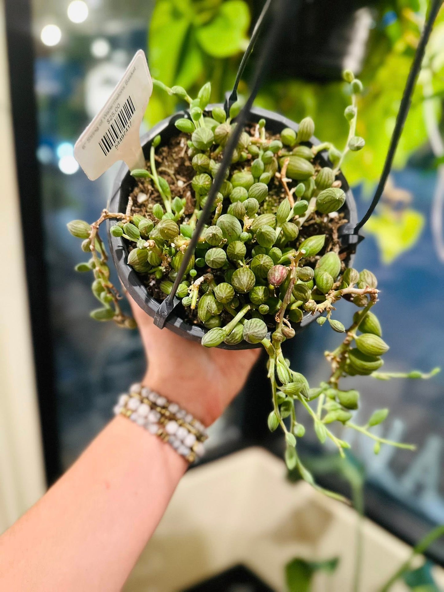 6" String of Watermelons Basket