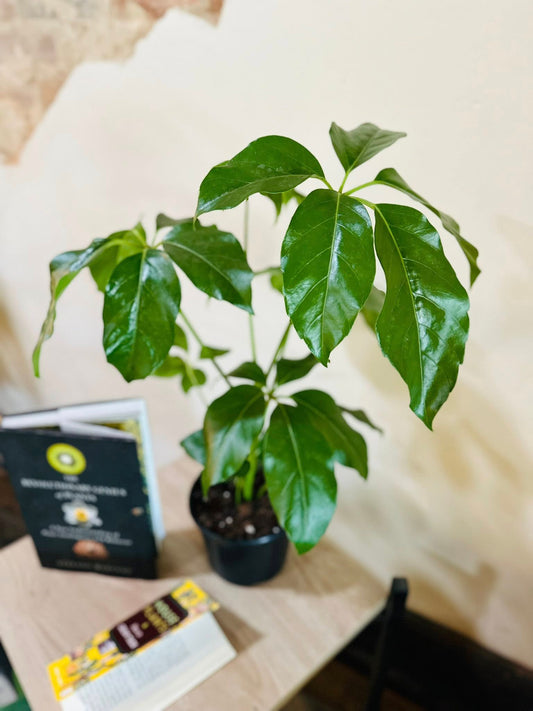 6" Schefflera Amate