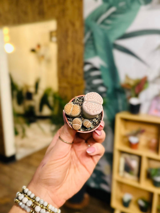 1.5" Lithops