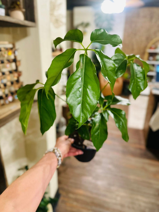 6" Schefflera Amate