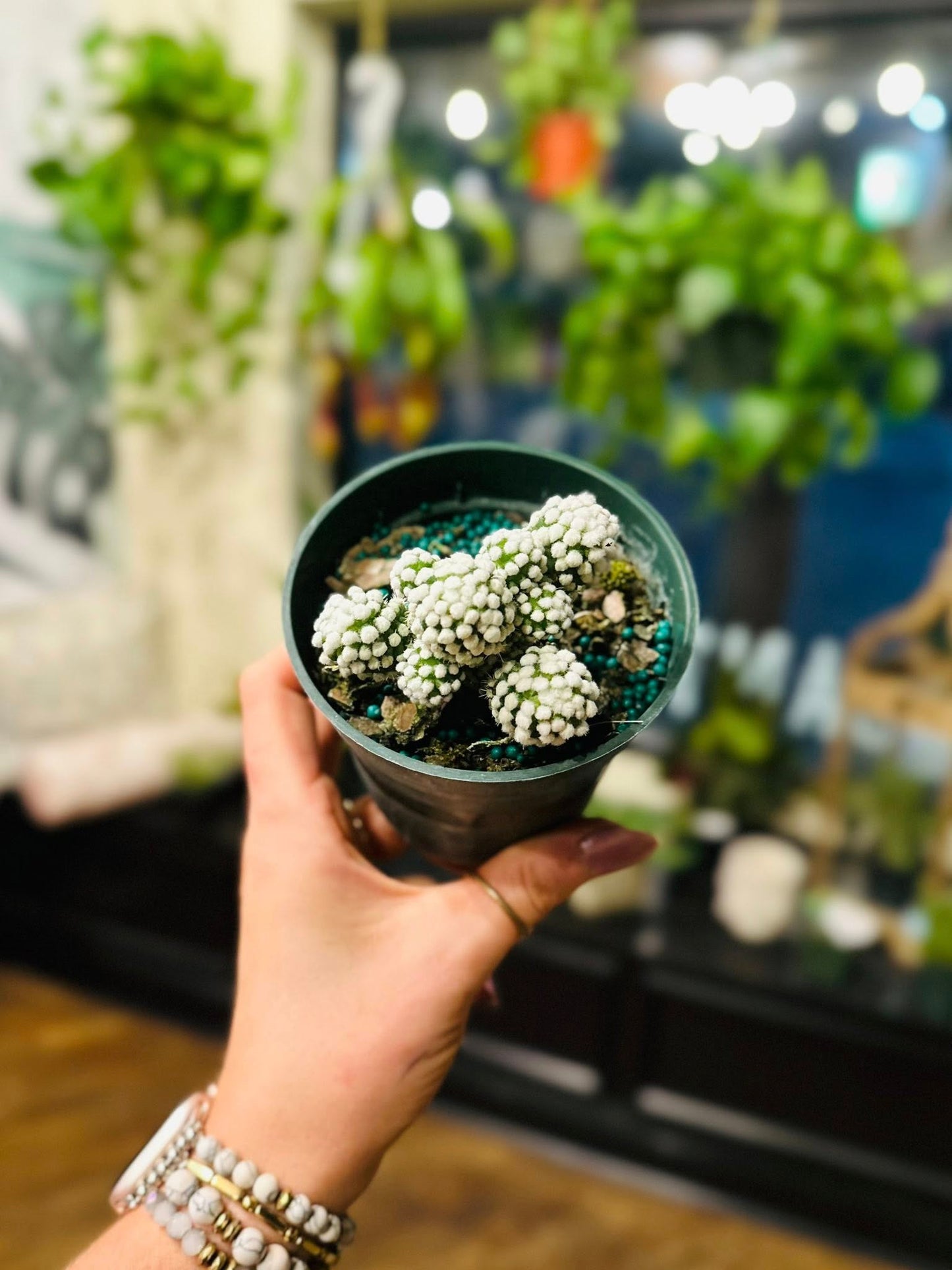 4" Arizona Snowcap Cactus