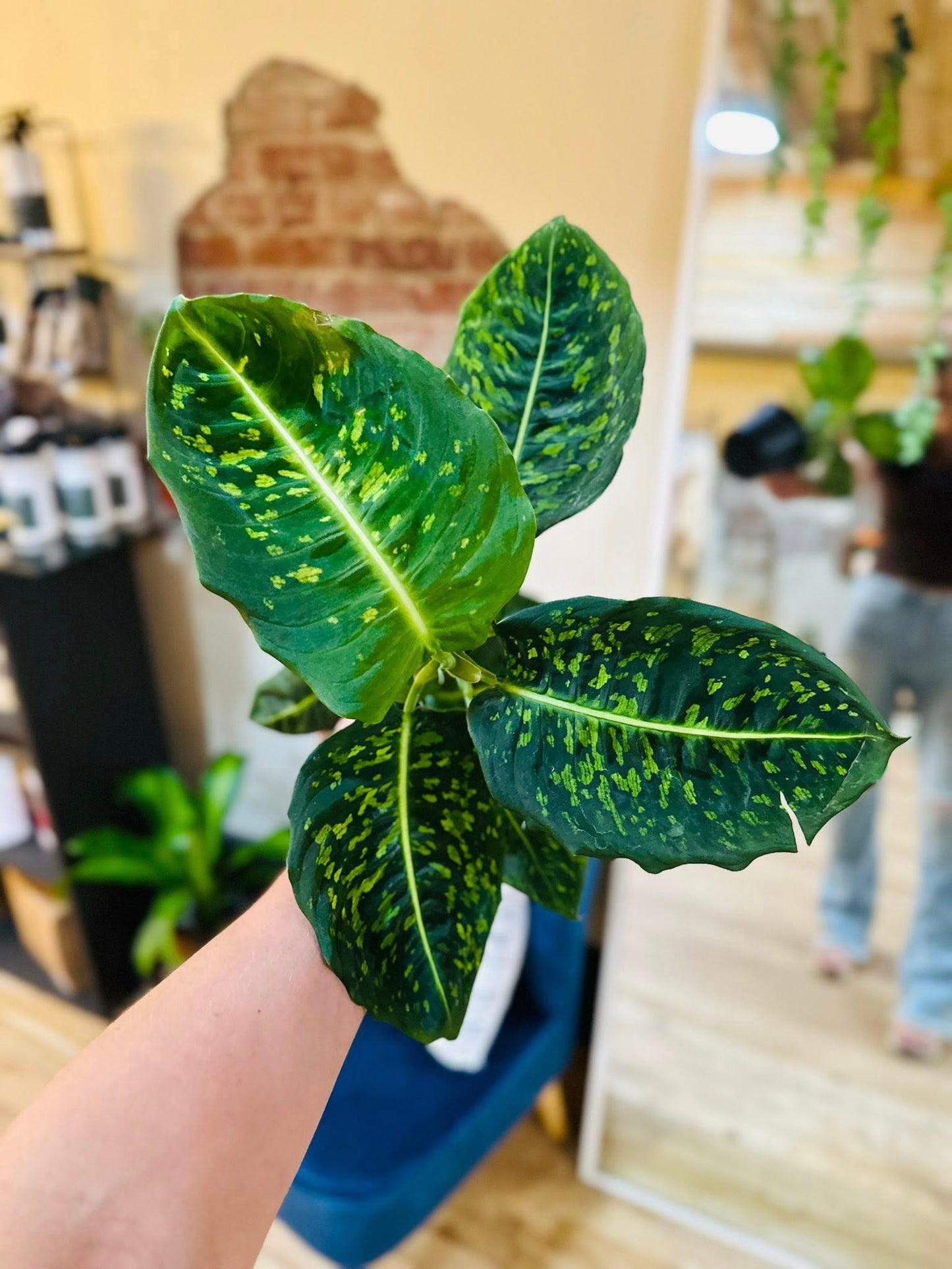 6" Dieffenbachia Reflector