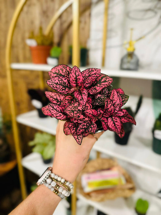 4" Polka Dot