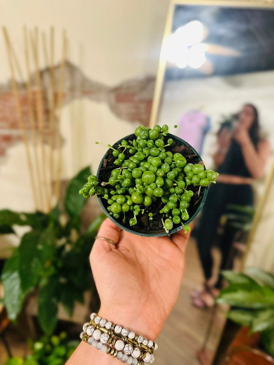 4" String of Pearls