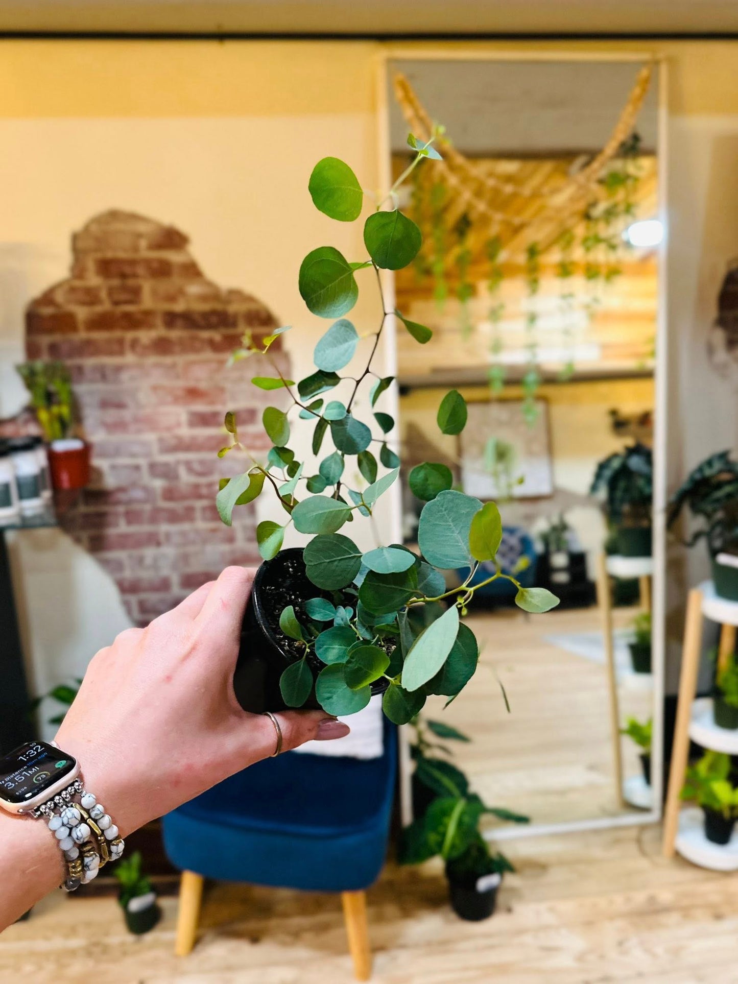 4" Eucalyptus Red Box