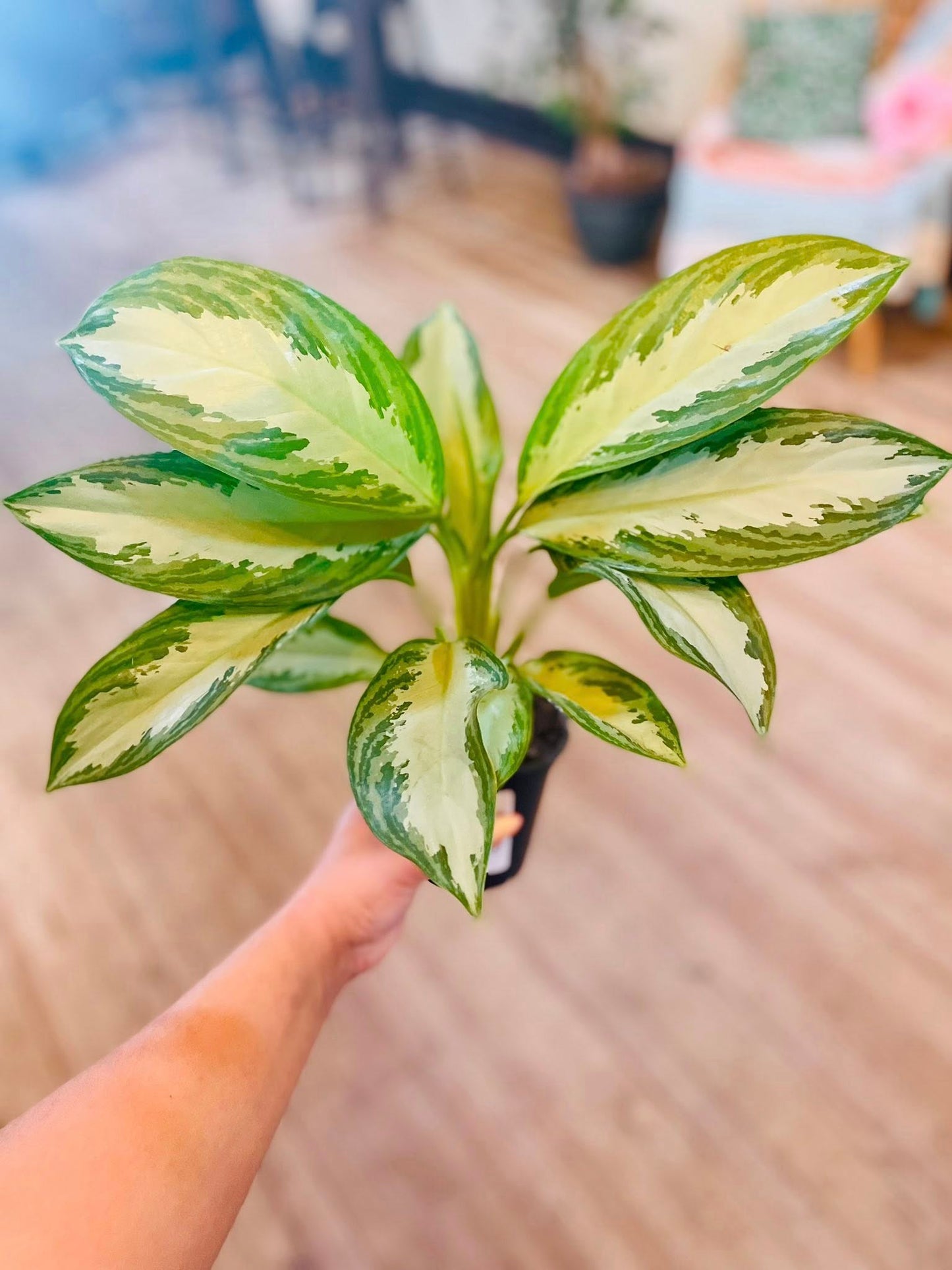 4" Aglaonema Silver Bay